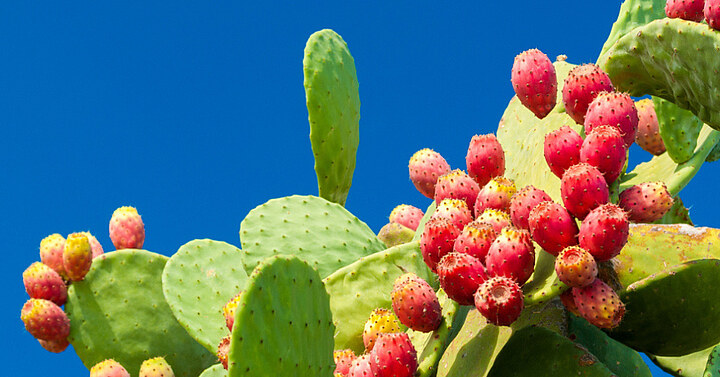 Prickly pear: the desert ingredient redefining hydration cactus
