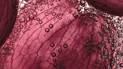 Care & Wellness Purple plant tissue