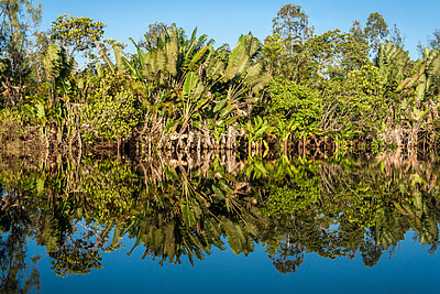 Symrise COP30 Lake with trees
