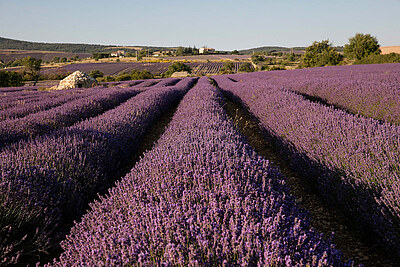 lavender filed