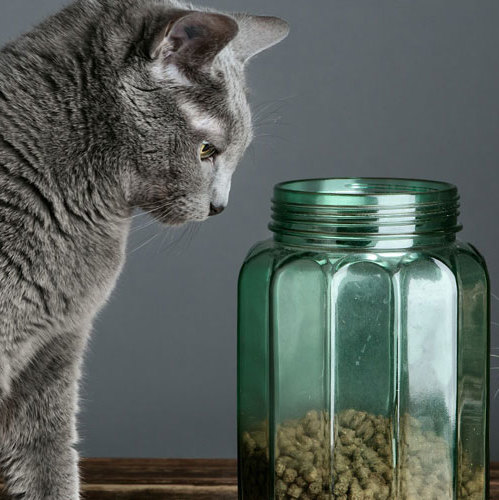 Scents you and your pet will agree on - Symrise