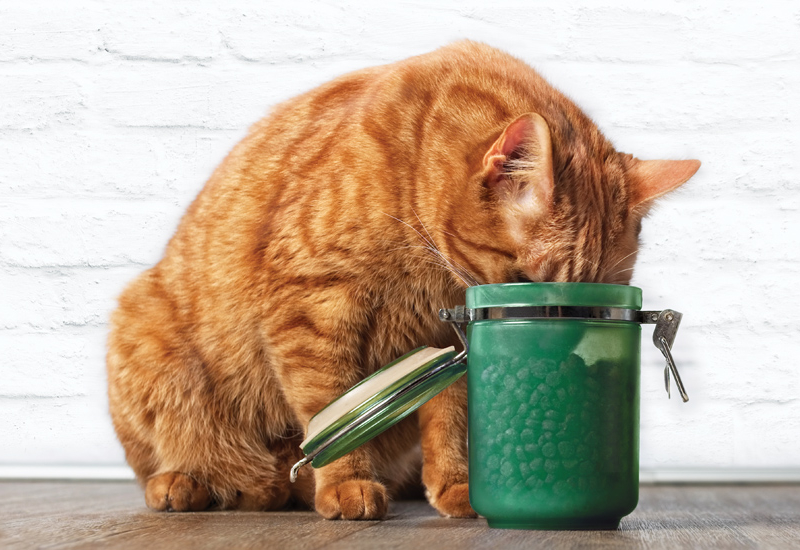 Katze beim Essen